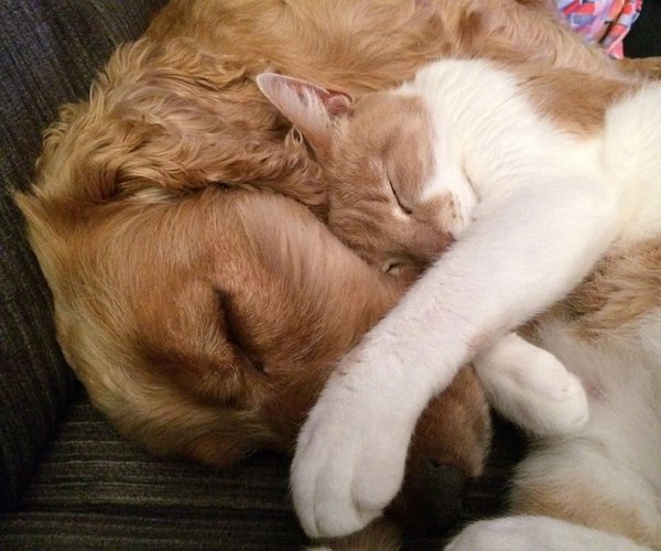Cani e gatti