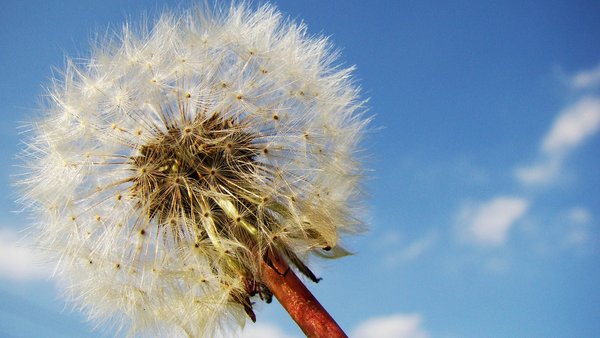 Dandelion 99394 1280