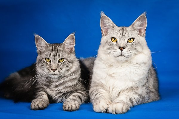 Maine coon 2934708 1280