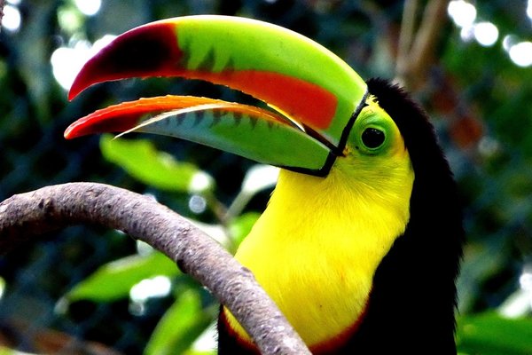 Toucan 4240727 1280
