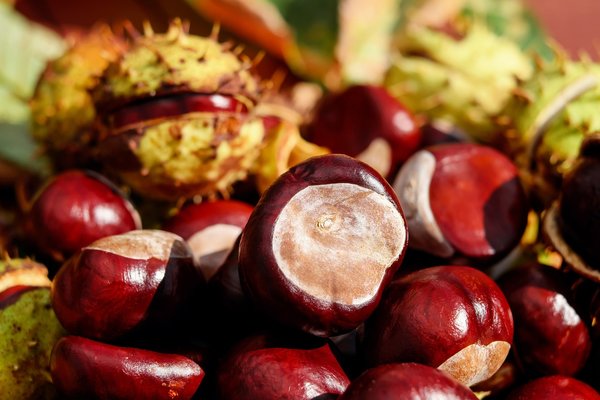 Chestnut 1710748 1280