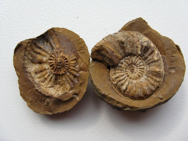Ammonites 1312298 1280