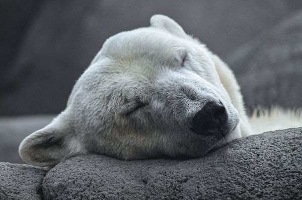 Polar bear 4496437 1280