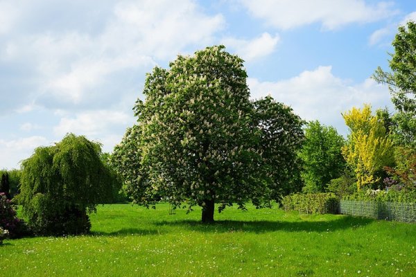 Chestnut tree 3390928 960 720