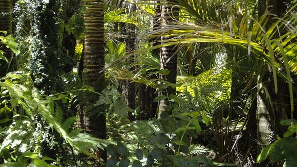 Rainforest 78516 1280