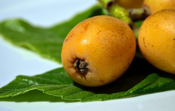 Medlar 3424956 1280