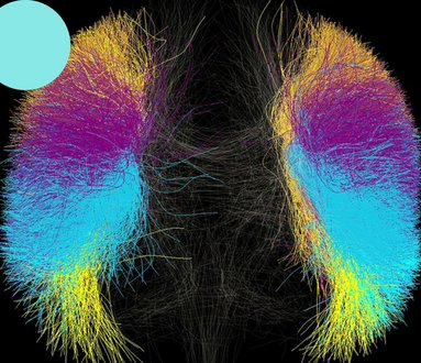 Osservare il cervello in attività