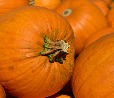 Rassegna della zucca a Casa Andreina