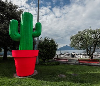 Cactus