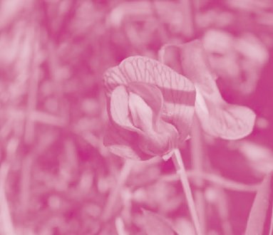 Giornate botaniche: le piante nelle stagioni